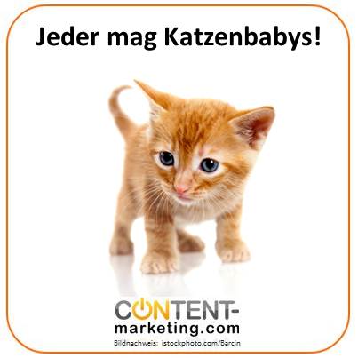 katzenbabys