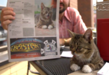 Lil Bub & Friendz Trailer (süße Katzen)