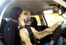 Mini lässt Hunde für einen guten Zweck fahren