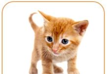 Haben wir eigentlich schon mal Katzenbabys gepostet?