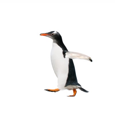 Penguin 2.0