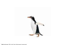Penguin 2.0 ist online
