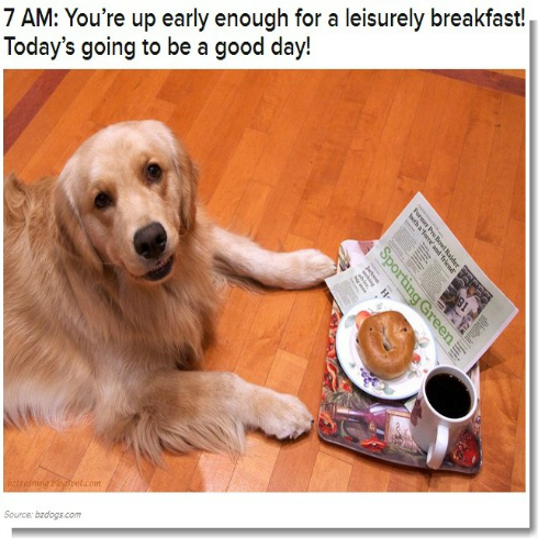 hund-arbeitstag-fundstück-copy