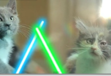 Jedi Kittens