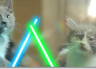 Jedi Kittens