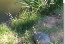 Auch Schildkröten bekommen Clicks