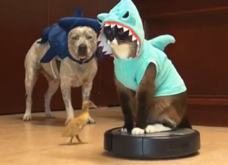 Weltkatzentag – feiern Sie mit