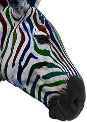 Multi colour zebra