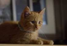 Wenn Katzen über uns Menschen sinnieren virale Hits durch Katzen