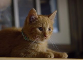 Wenn Katzen über uns Menschen sinnieren virale Hits durch Katzen