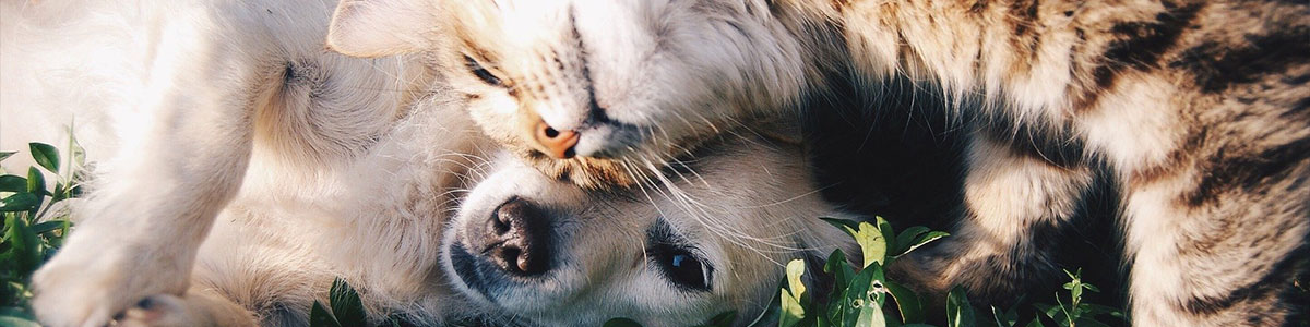 fressnapf-stellenanzeige-devider